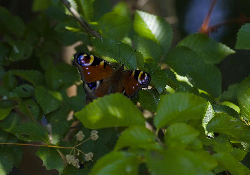 da identificare: Aglais io